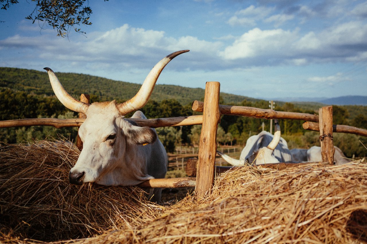 la-cerreta-shooting-zaki21