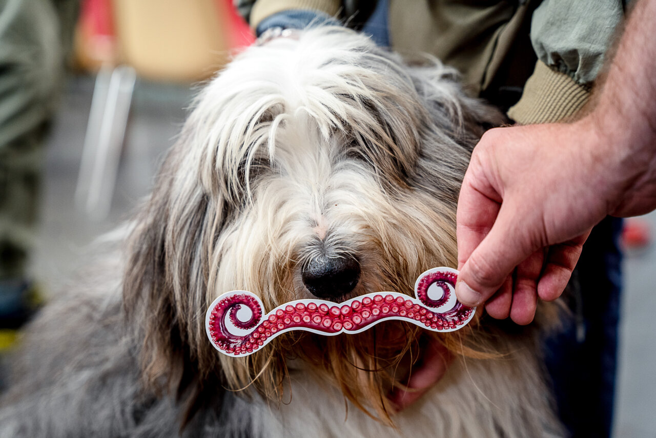 Cane Baffo - Cacciucco Pride